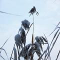 Schilf im Schnee (tn_100_4041.jpg) Zeesner See im Landkreis Dahme Spreewald